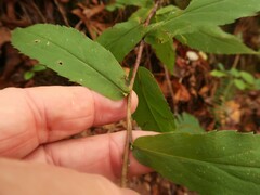 Solidago ouachitensis