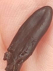 Trichoglossum