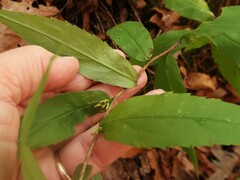 Solidago ouachitensis