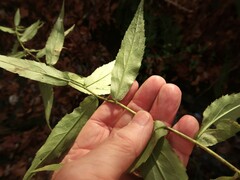 Solidago ouachitensis