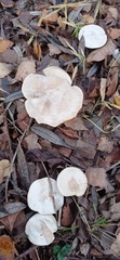 Lactarius glyciosmus