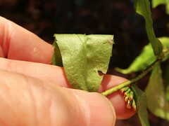 Solidago ouachitensis