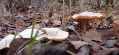 Lactarius glyciosmus