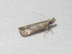 Dichomeris inversella