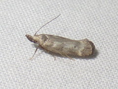 Dichomeris inversella