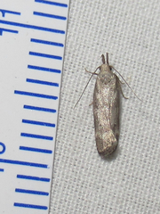Dichomeris inversella