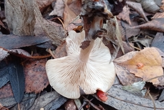 Lactarius glyciosmus