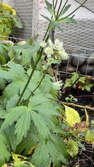 Astrantia major