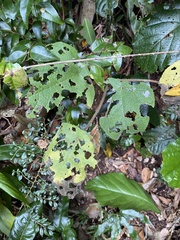 Dendrocnide moroides