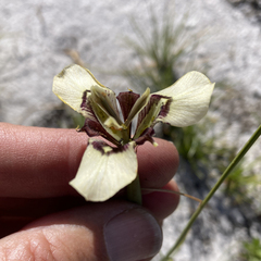 Moraea lurida