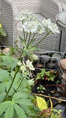Astrantia major