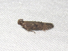Hypatima