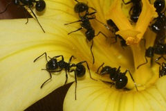 Myrmicaria nigra