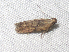 Hypatima