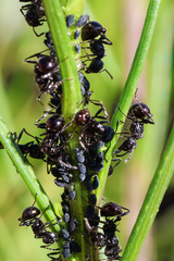 Myrmicaria nigra