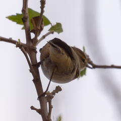 Phylloscopus collybita