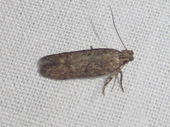 Hypatima