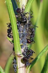 Myrmicaria nigra