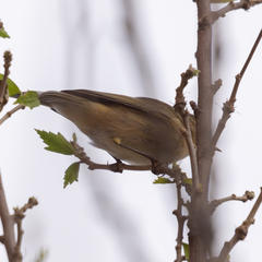 Phylloscopus collybita