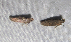 Hypatima