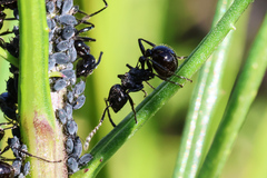 Myrmicaria nigra