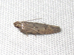 Hypatima