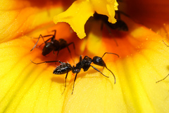 Camponotus niveosetosus
