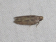 Hypatima