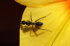 Camponotus niveosetosus