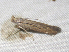 Isophrictis