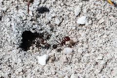 Ocymyrmex