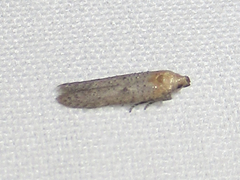 Obithome punctiferella