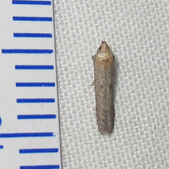 Obithome punctiferella