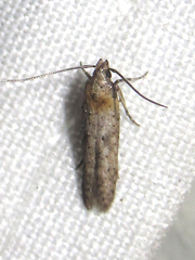 Obithome punctiferella