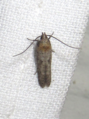 Obithome punctiferella