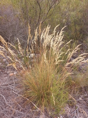 Pentameris eriostoma