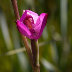 Disa racemosa