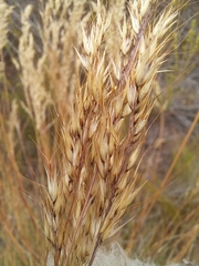 Pentameris eriostoma