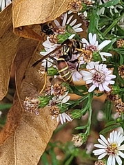 Polistes exclamans