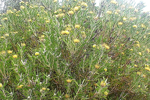 Image of Leucospermum muirii by no rights reserved