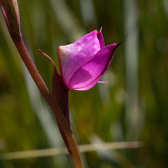 Disa racemosa