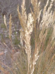 Pentameris eriostoma