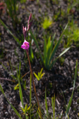 Disa racemosa