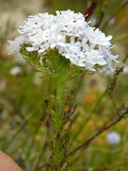 Pseudoselago serrata