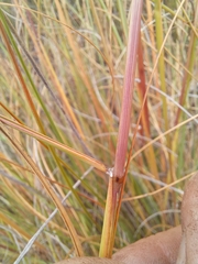 Pentameris eriostoma