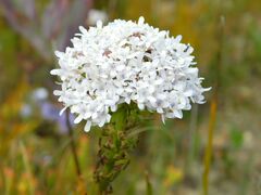 Pseudoselago serrata