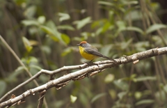 Myioborus brunniceps