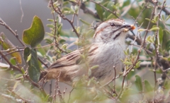 Rhynchospiza strigiceps