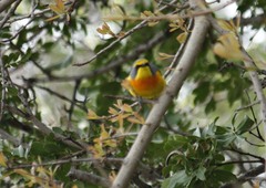 Telophorus sulfureopectus