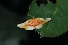 Pyrinioides sinuosus